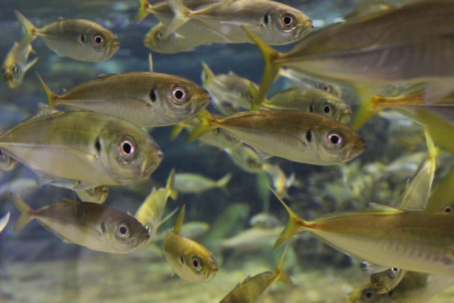 鯵の群れ
