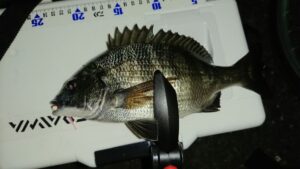 フィッシュホルダー ライトゲーム