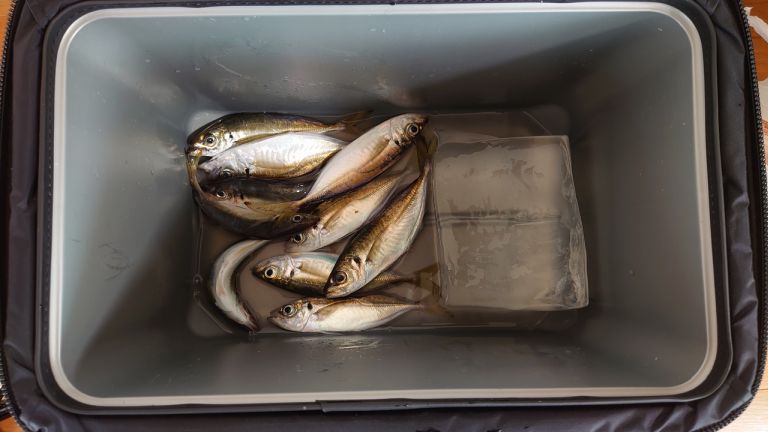 ライトタックルアジ 2021.04.15