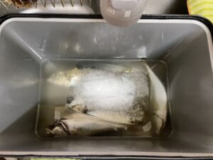 バチコンアジング釣果