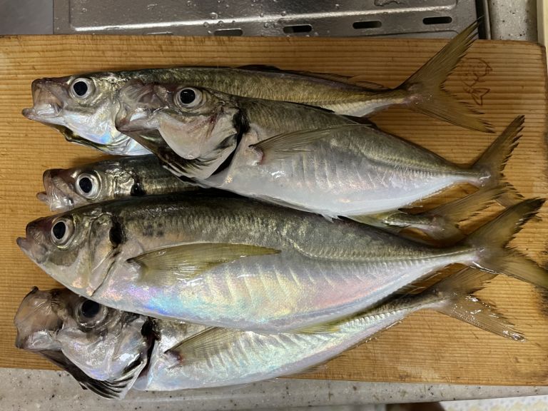 バチコンアジング