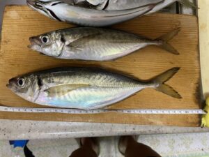 バチコンアジング