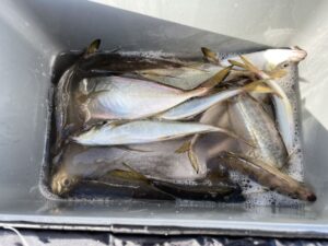 横浜バチコンアジング 2022.9.12