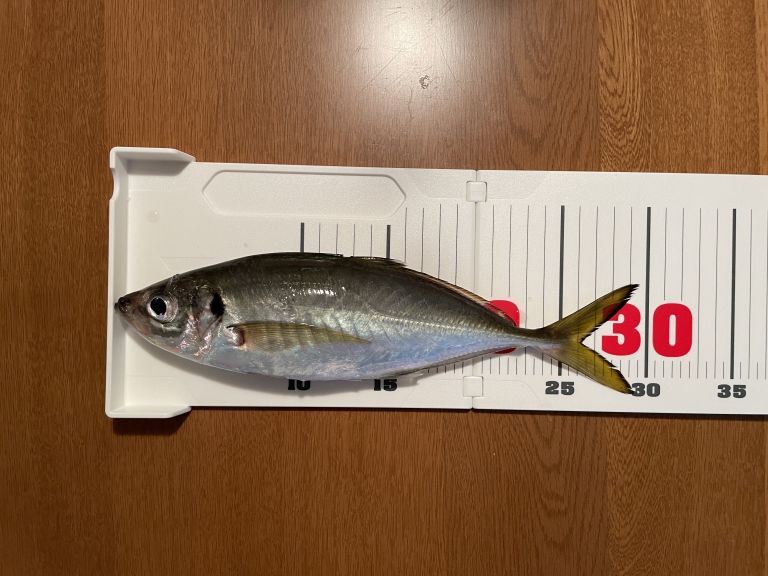 ランカースケール