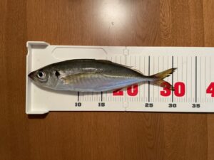 バチコンアジング 2022.9.12