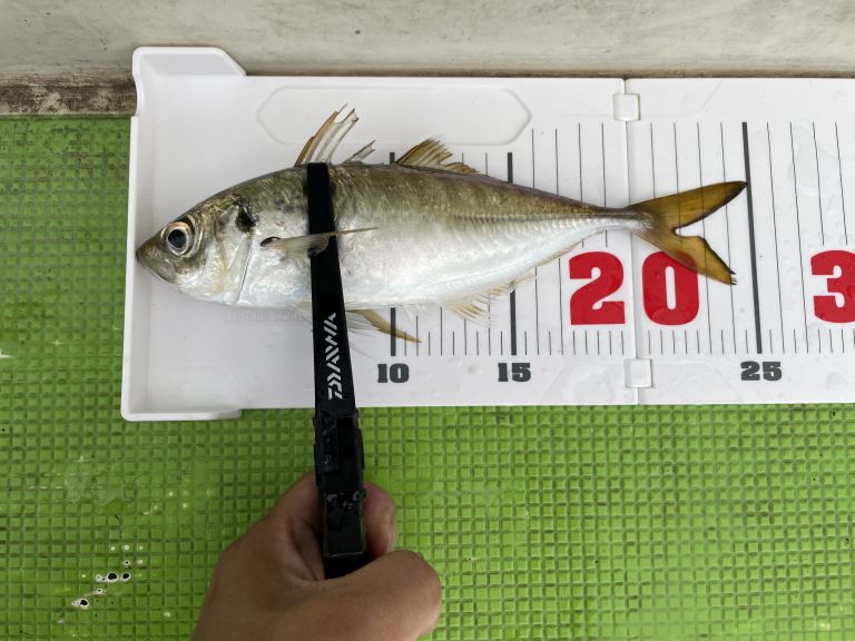 横浜バチコンアジング 2022.10.17