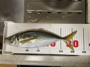 バチコンアジング 2022.11.14