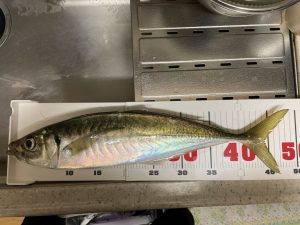 アジ 48cm