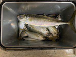 横浜バチコンアジング 2022.12.16 釣果