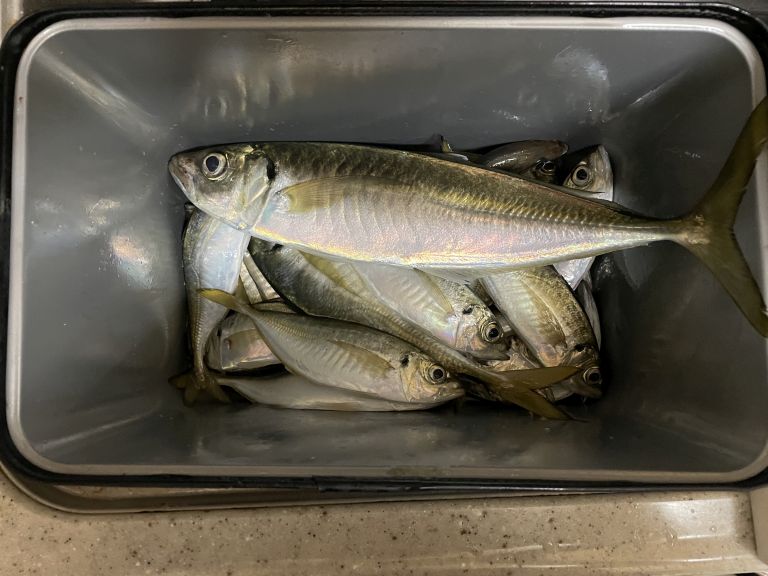 横浜バチコンアジング 2022.12.16 釣果