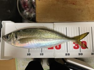 アジ 34cm