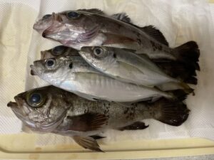 バチコンアジング 20230403