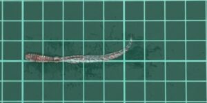 一誠 海太郎 サビキ的 2インチ クリアレッドフレーク