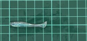 月下美人 ビームフィッシュ 1.8インチ 煌クリア