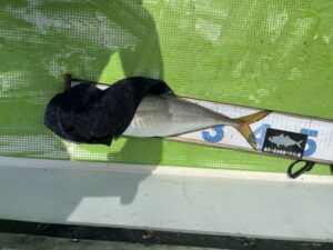 バチコンアジング 2023.7.18 午前アジ 41cm