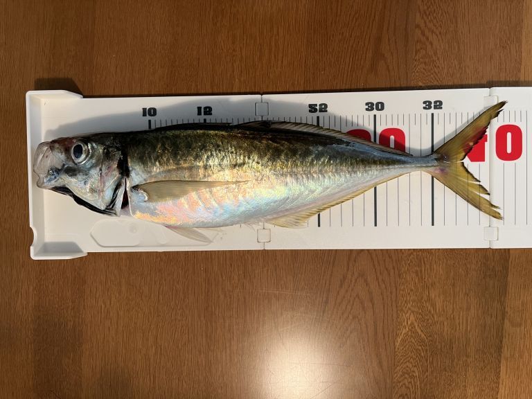 バチコンアジング 2023.07.18