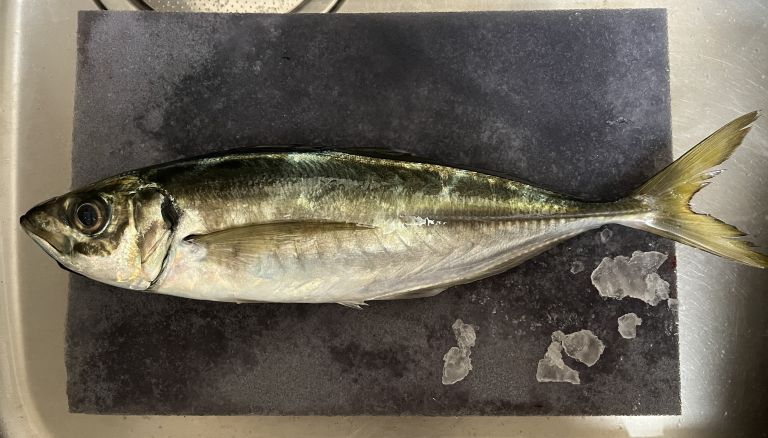 バチコン 太田屋 2024.05.21 午前アジ