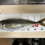 ギガアジ 40cm