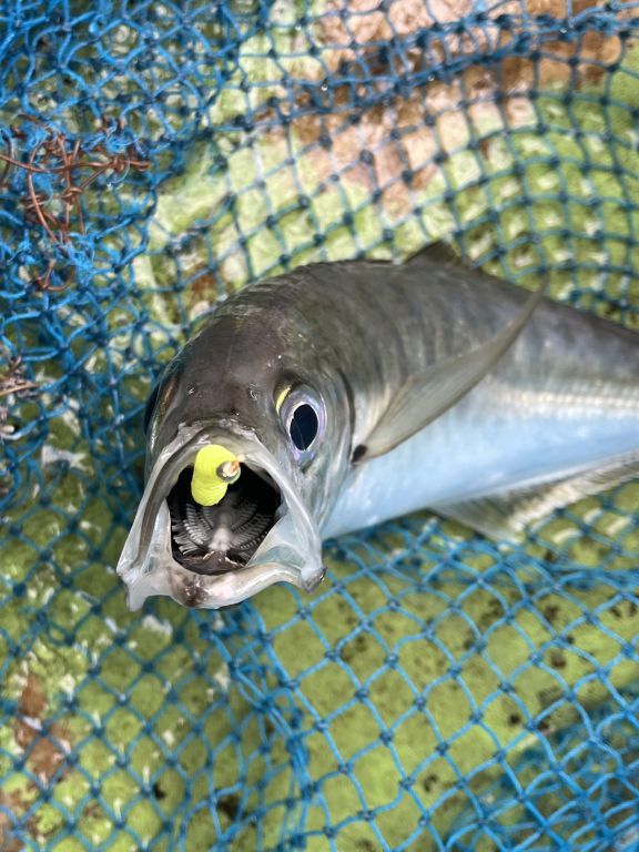 2024.11.05太田屋午前アジ バチコン