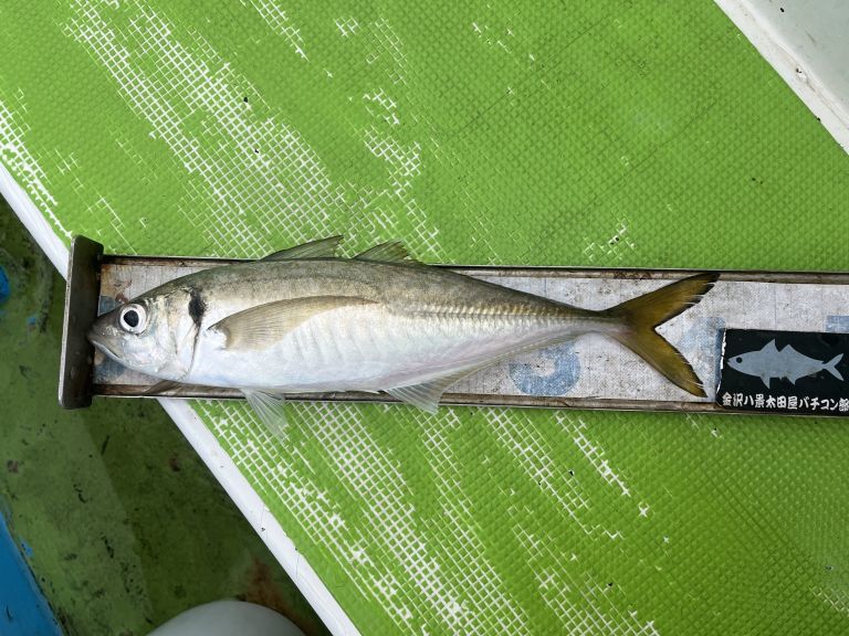 2024.11.05太田屋午前アジ バチコン