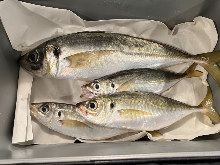 2024.11.05太田屋午前アジ バチコン