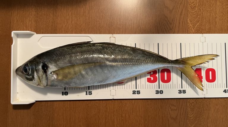 2024.11.05太田屋午前アジ バチコン