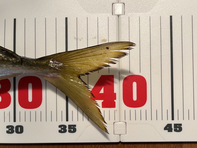 2024.11.05太田屋午前アジ バチコン