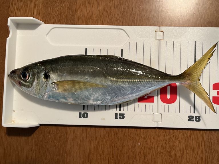 2024.11.05太田屋午前アジ バチコン