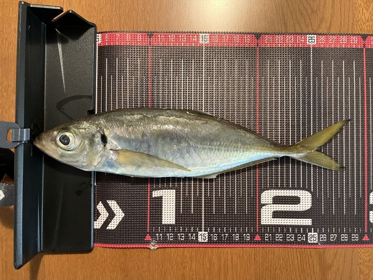 2024.12.03 太田屋 午前アジ