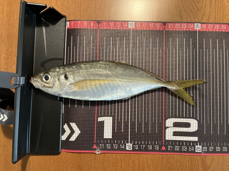 2024.12.03 太田屋 午前アジ