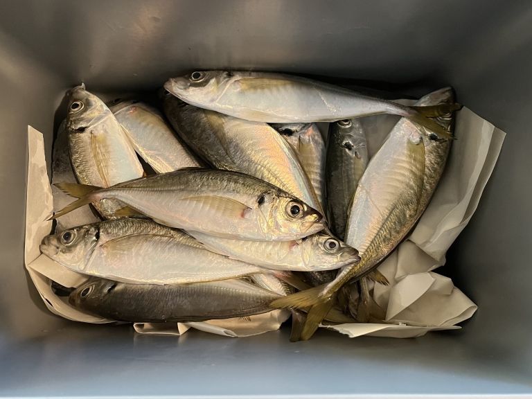 2024.12.03 太田屋 午前アジ