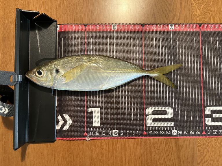 2024.12.03 太田屋 午前アジ