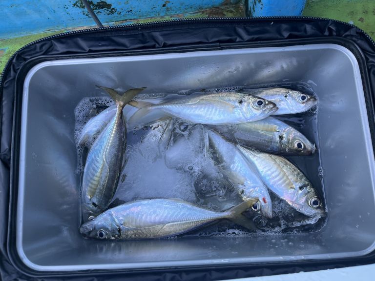 2024.12.24 太田屋 午前アジ