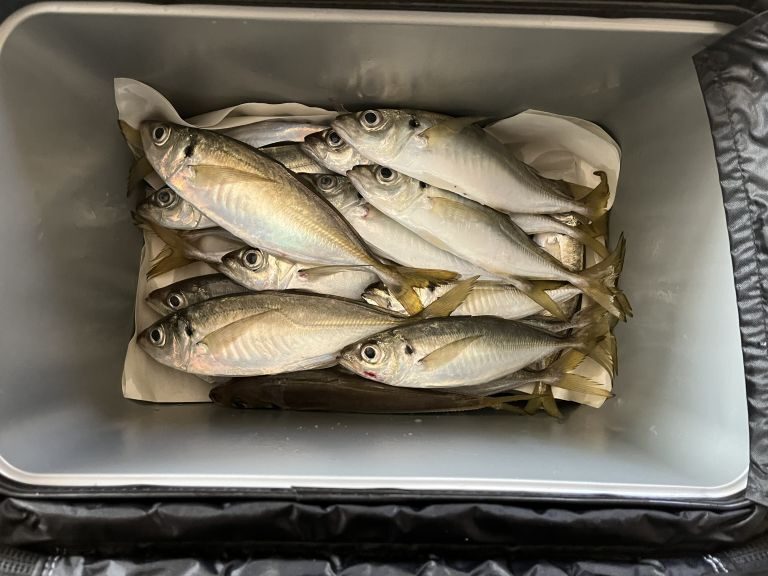 2024.12.24 太田屋 午前アジ