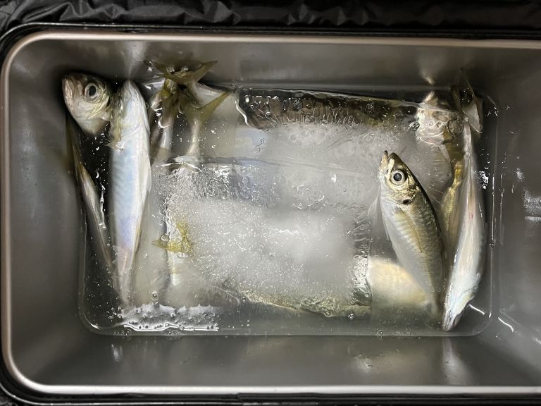 20250121 太田屋 午前午後アジ