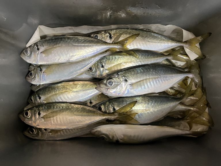 20250121 太田屋 午前午後アジ