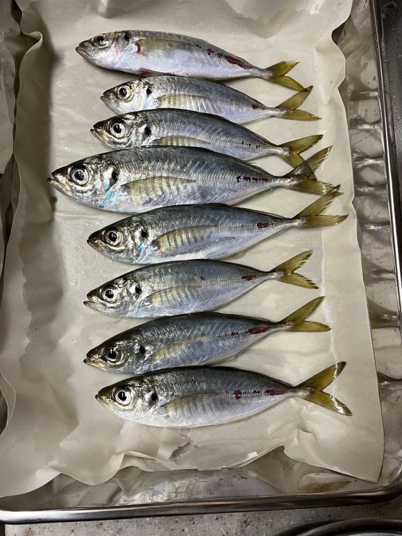 20250121 太田屋 午前午後アジ