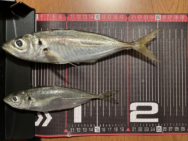 20250210 太田屋 午後アジ