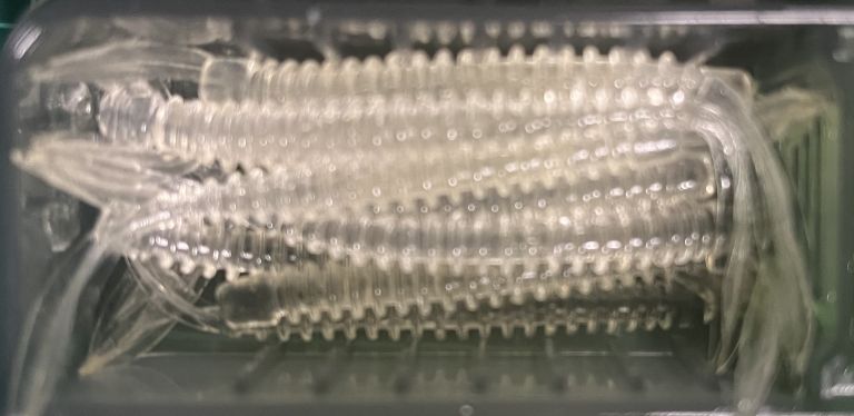 ジャッカル ペケリング 3インチ VC鬼ケイムラ