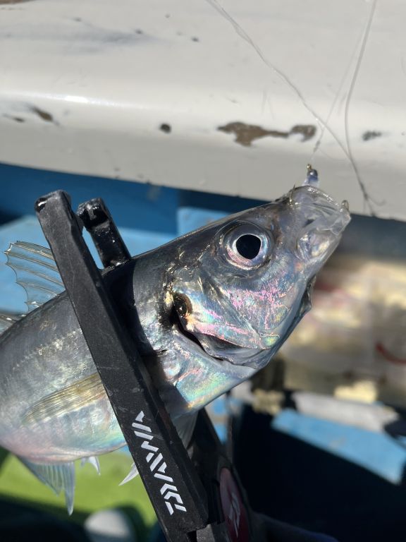 2025.02.24 太田屋 午前/午後アジ