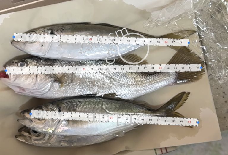 2025.03.17 太田屋 午前アジ