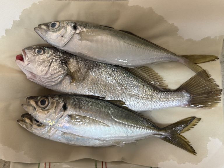 2025.03.17 太田屋 午前アジ