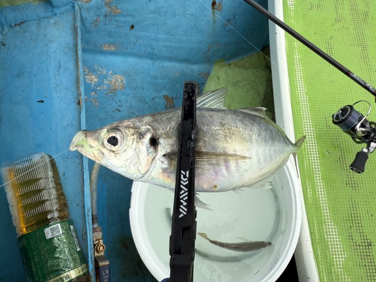 2025.04.28 太田屋 午前アジ