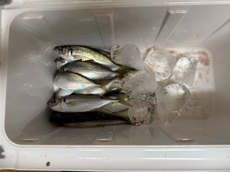 2025.04.28 太田屋 午前アジ