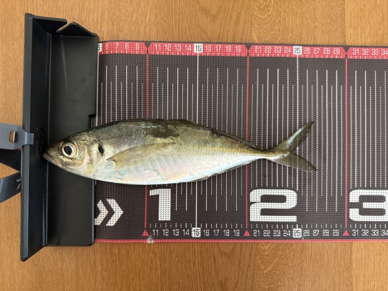 2025.04.28 太田屋 午前アジ