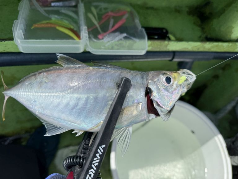 2025.05.21 太田屋 午前/午後アジ