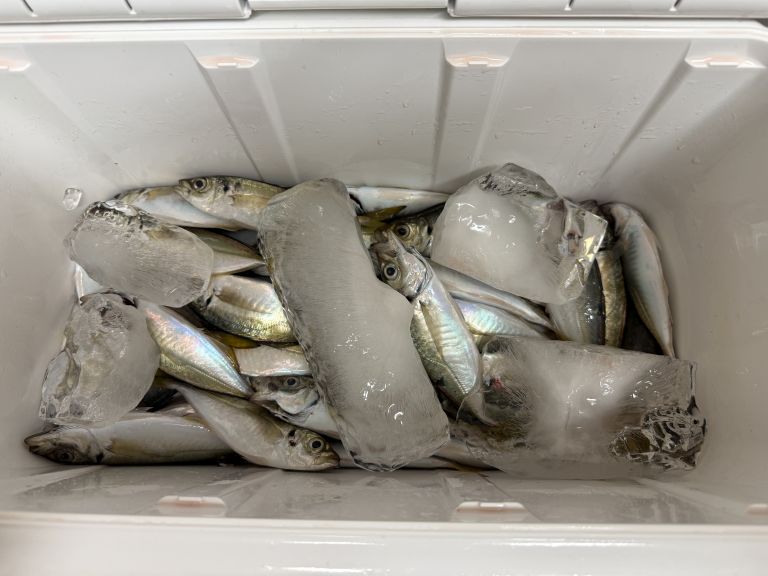 2025.05.21 太田屋 午前/午後アジ