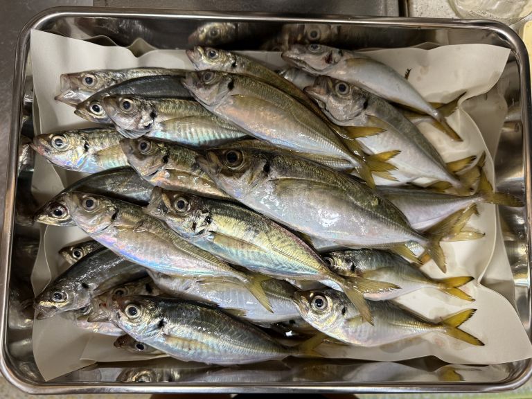 2025.05.21 太田屋 午前/午後アジ