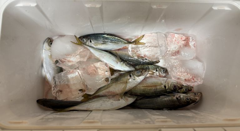 2025.06.09 太田屋 午前アジ