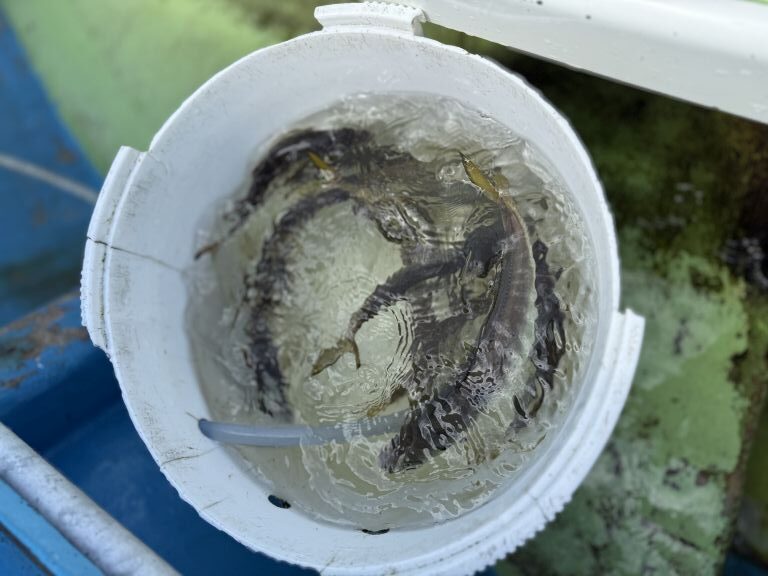 2025.06.30 太田屋 午前アジ